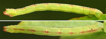 Attēlu rezultāti vaicājumam “Chlorissa viridata”