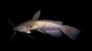 Image result for Ameiurus catus