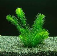 「水蘊草」的圖片搜尋結果