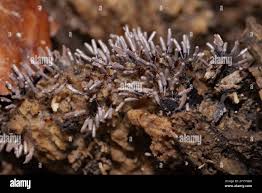 Attēlu rezultāti vaicājumam “Stemonitopsis typhina young”