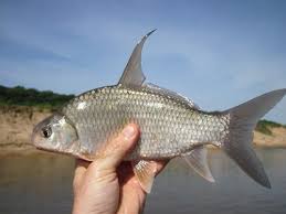 Image result for Carpiodes velifer