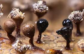 Attēlu rezultāti vaicājumam “Craterium minutum spores”