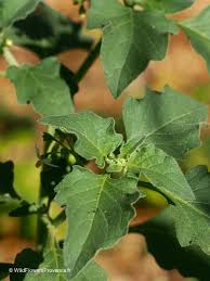Attēlu rezultāti vaicājumam “Solanum nigrum leaf”