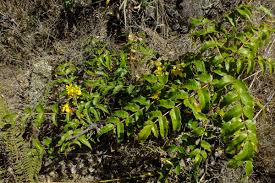 Attēlu rezultāti vaicājumam “Berberidaceae”