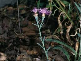 Attēlu rezultāti vaicājumam “Centaurea jacea leaf”