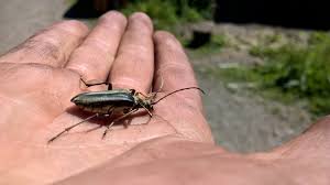 Attēlu rezultāti vaicājumam “Stenocorus meridianus”
