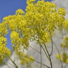 Image result for Isatis tinctoria