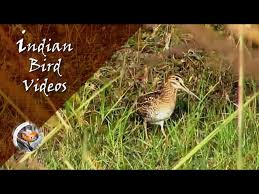 Attēlu rezultāti vaicājumam “Gallinago gallinago nest”
