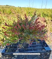 Attēlu rezultāti vaicājumam “Vaccinium angustifolium”