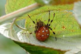 Attēlu rezultāti vaicājumam “Araneus quadratus female”