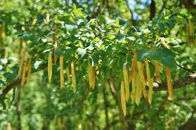 Attēlu rezultāti vaicājumam “Caragana arborescens fruit”
