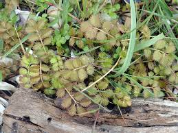 Attēlu rezultāti vaicājumam “Argentina anserina bud”