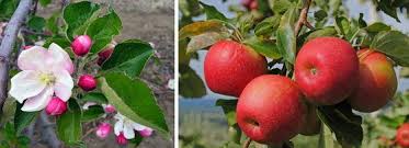 Attēlu rezultāti vaicājumam “Malus domestica fruit”