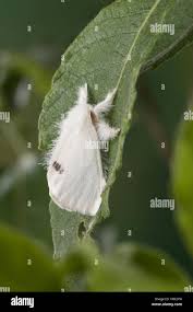 Attēlu rezultāti vaicājumam “Euproctis similis imago”