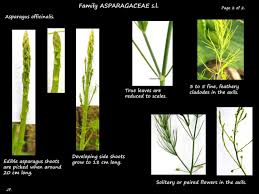Attēlu rezultāti vaicājumam “Asparagus officinalis leaf”
