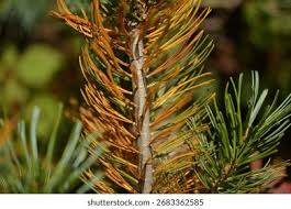 Attēlu rezultāti vaicājumam “Pinus pumila”