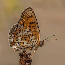Attēlu rezultāti vaicājumam “Melitaea didyma underside”
