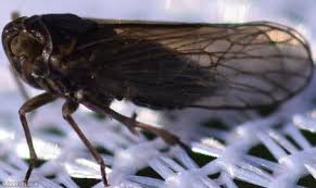 Attēlu rezultāti vaicājumam “Javesella pellucida”