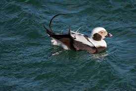 Attēlu rezultāti vaicājumam “Clangula hyemalis”