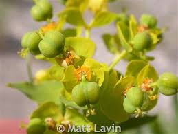 Attēlu rezultāti vaicājumam “Euphorbia virgata leaf”