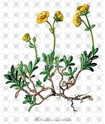 Attēlu rezultāti vaicājumam “Helianthemum nummularium fruit”