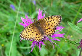 Attēlu rezultāti vaicājumam “Boloria titania”