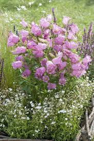 Image result for Marienglockenblumen
