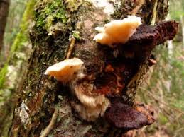 Attēlu rezultāti vaicājumam “Antrodiella serpula”