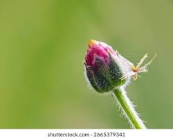 Attēlu rezultāti vaicājumam “Bellis perennis bud”