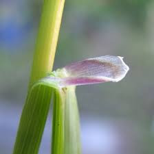 Attēlu rezultāti vaicājumam “Hierochloe odorata”