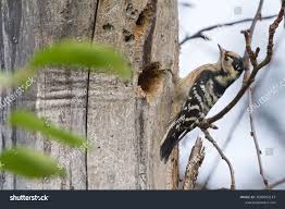 Attēlu rezultāti vaicājumam “Dendrocopos minor female”