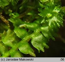 Attēlu rezultāti vaicājumam “Barbilophozia barbata”