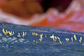 Attēlu rezultāti vaicājumam “Calocera glossoides”