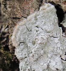 Attēlu rezultāti vaicājumam “Pertusaria amara”