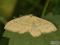 Attēlu rezultāti vaicājumam “Idaea straminata”