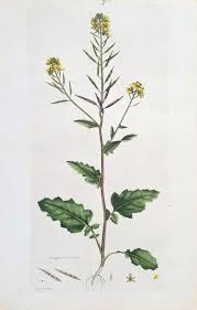 Attēlu rezultāti vaicājumam “Sinapis arvensis”