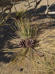 Attēlu rezultāti vaicājumam “Pinus ponderosa”