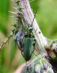 Attēlu rezultāti vaicājumam “Chrysanthia viridissima”