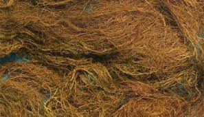 Attēlu rezultāti vaicājumam “Plectocarpon lichenum”