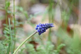 Attēlu rezultāti vaicājumam “Muscari neglectum”