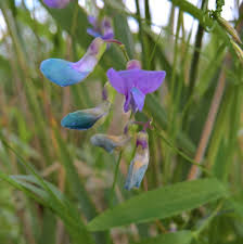 Attēlu rezultāti vaicājumam “Lathyrus palustris bud”
