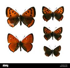 Attēlu rezultāti vaicājumam “Lycaena phlaeas male”