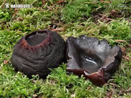 Attēlu rezultāti vaicājumam “Sarcosoma globosum”