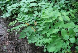 Attēlu rezultāti vaicājumam “Lathyrus laevigatus”