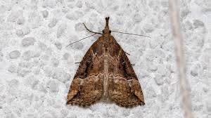 Attēlu rezultāti vaicājumam “Hypena rostralis”