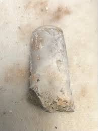 Attēlu rezultāti vaicājumam “Endoceras”