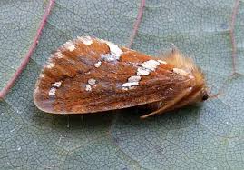 Attēlu rezultāti vaicājumam “Phymatopus hecta”