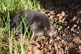 Attēlu rezultāti vaicājumam “Talpa europaea”