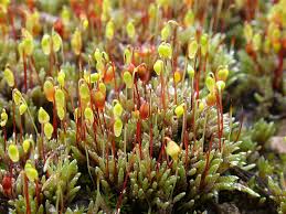 Attēlu rezultāti vaicājumam “Bryum”