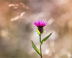 Attēlu rezultāti vaicājumam “Centaurea phrygia bud”